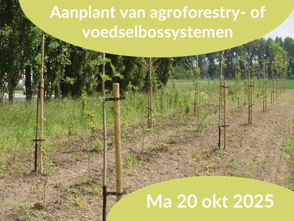 nieuwe aanplant van bomen