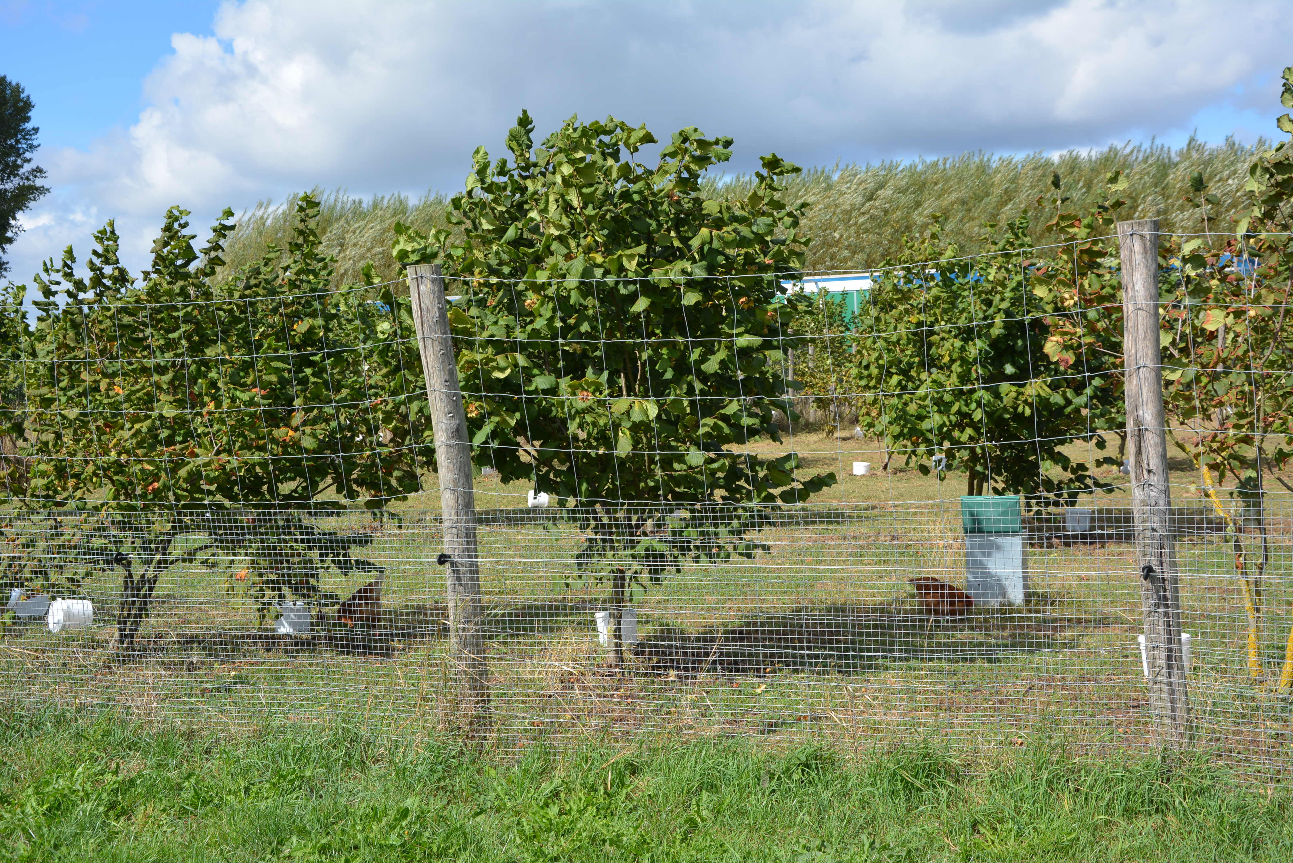 leghennen onder agroforestry