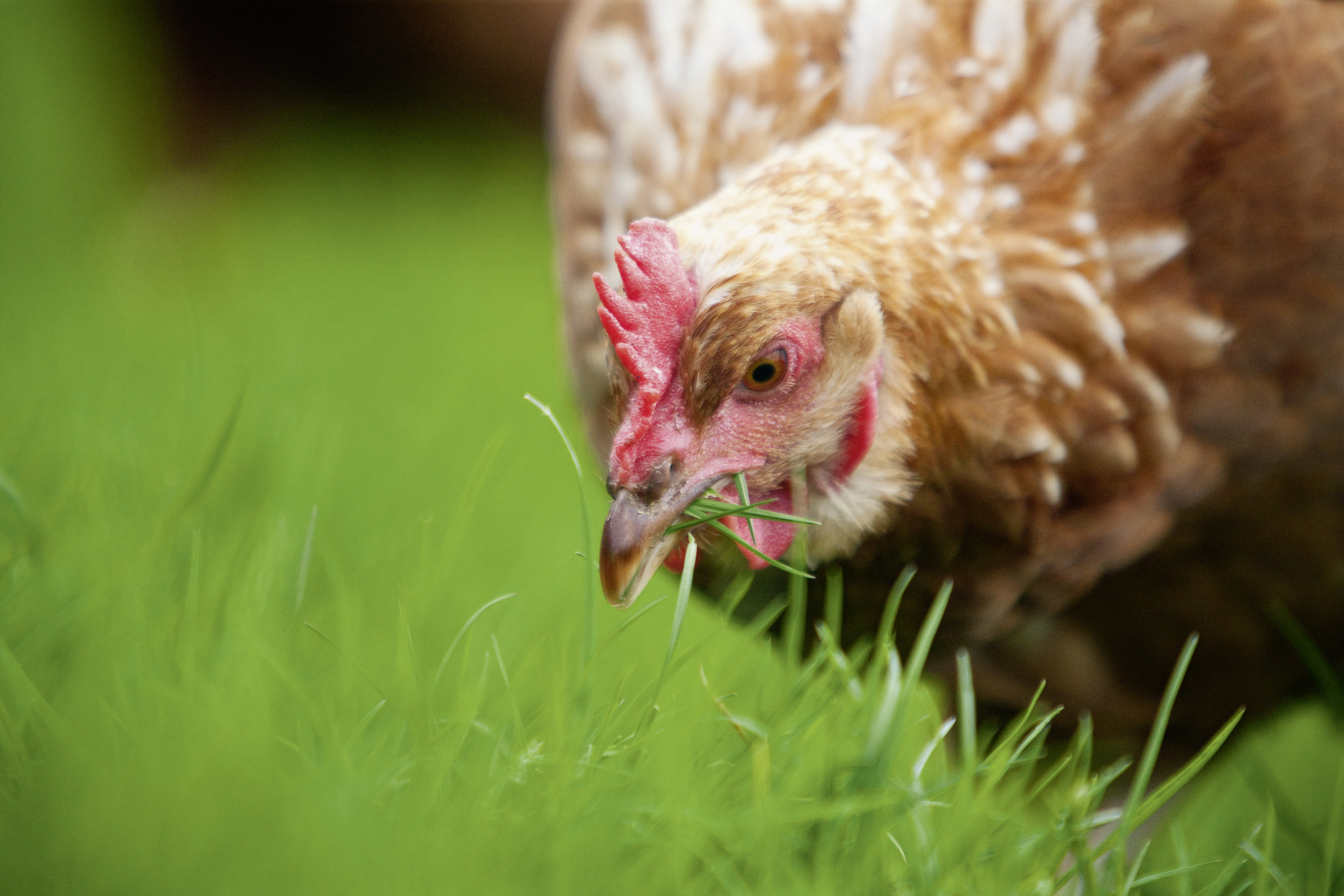 Organic laying hen