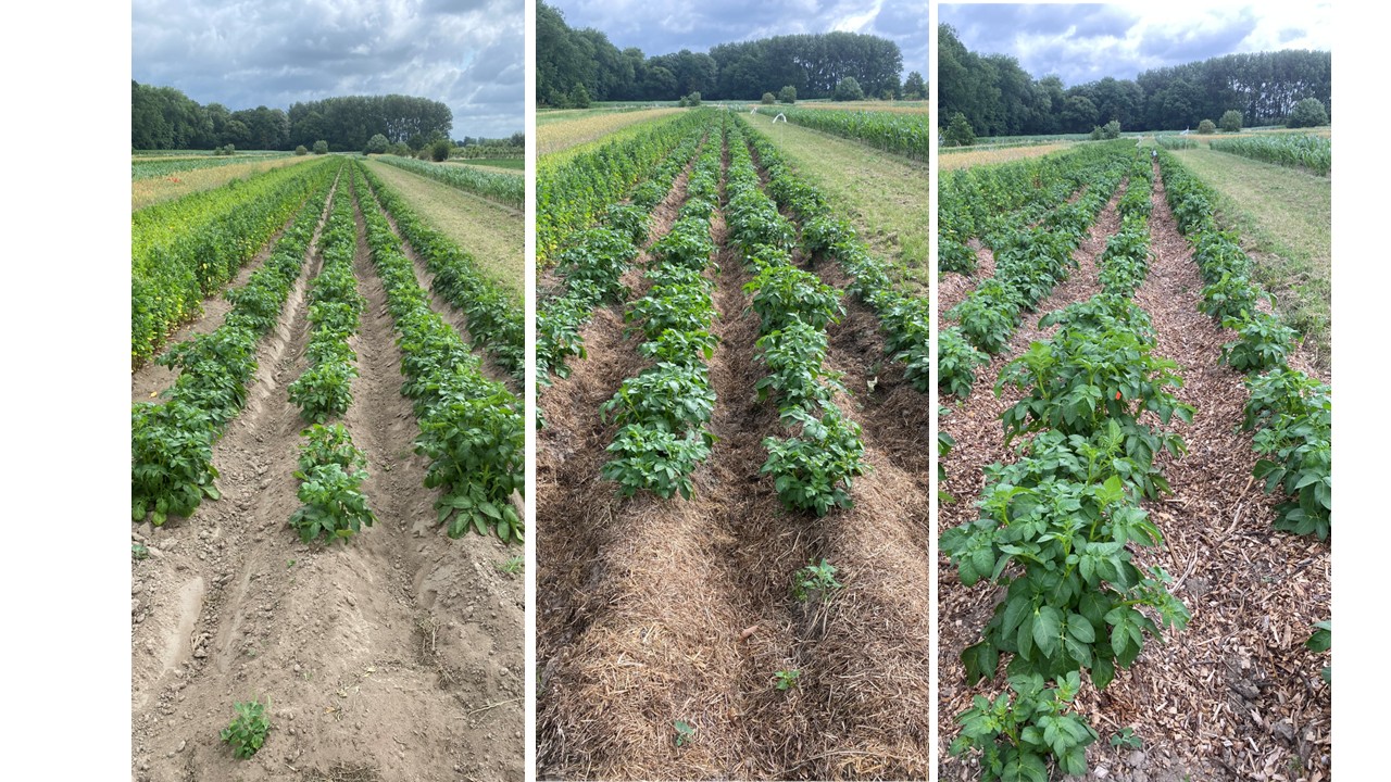 Mulch_Soilconstruct project